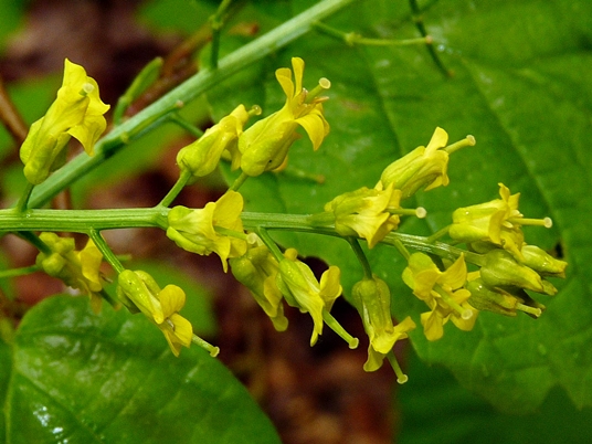 {Barbarea vulgaris}